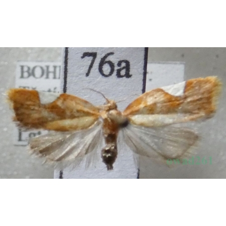 Acleris holmiana (Linnaeus, 1758) Czech76a